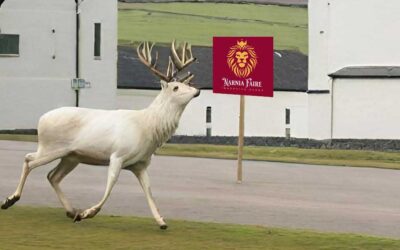 White Stag spotted at Narnia Faire